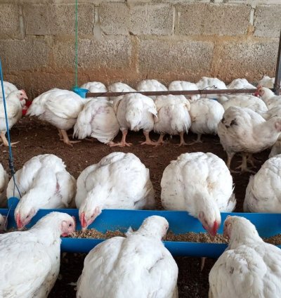 Broiler production business plan, financial statements ,projections